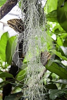 Butterfly garden