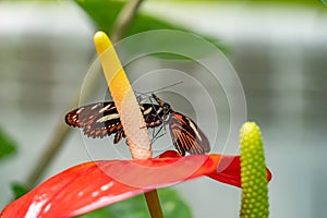 Butterfly in a garden