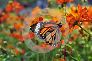 Butterfly on the Garden.