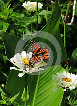 Butterfly Garden