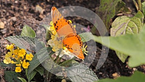 Butterfly in the garden