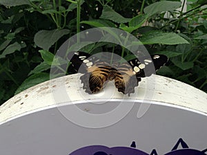 Butterfly garden