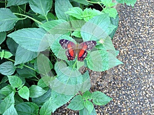 Butterfly garden