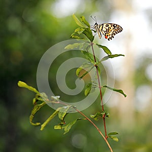 Butterfly in Garden