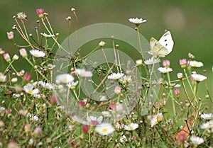 Butterfly Garden