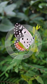 Butterfly garden beauty natural nature black white green life