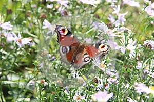 Butterfly in the garden chamomile