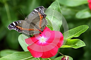 Butterfly Garden Commodore Presis archesia archesia