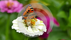 Butterfly on garden flower - Small tortoiseshell Aglais urticae  on white zinnia elegance