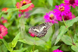 Butterfly in garden and flying to many flowers in garden, Beautiful butterfly in colorful garden or insect farm, Animal or insect