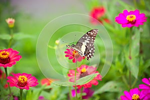 Butterfly in garden and flying to many flowers in garden, Beautiful butterfly in colorful garden or insect farm, Animal or insect