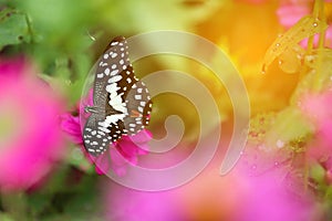 Butterfly in garden and flying to many flowers in garden, Beautiful butterfly in colorful garden or insect farm, Animal or insect