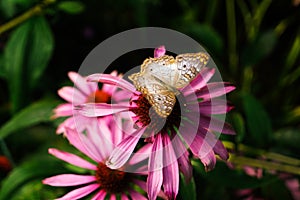 Butterfly in Garden-Great Basin Fritillary - Speyeria egleis