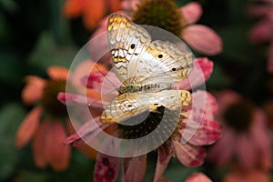 Butterfly in Garden-Great Basin Fritillary - Speyeria egleis