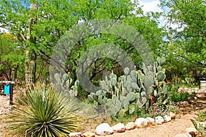 Butterfly Garden on La Posta Quemada Ranch in Colossal Cave Mountain Park