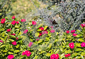Butterfly in garden of red blossums