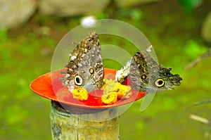 Butterfly garden for tourism and sale