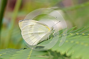 Butterfly garden-white (Pieris brassicae) on a leaf