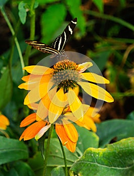 Butterfly in Garden-Zebra Longwing Striped Black and White