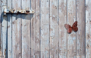 Butterfly on gate