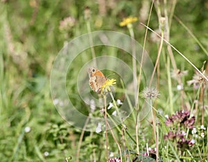 Butterfly - gatekeeper in close up