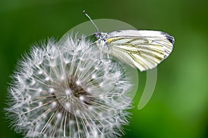 Butterfly gathering pollen from inside the dandelion flower