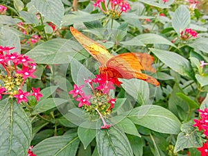 A butterfly that gathers honey on flowers.