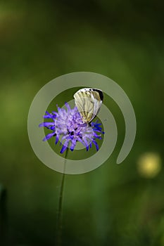 butterfly in german forest on blue flower bloom