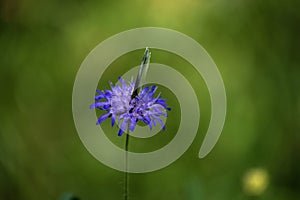 butterfly in german forest on blue flower bloom