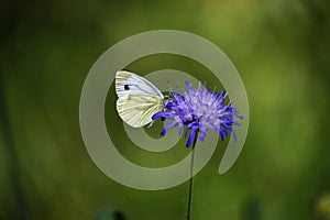 butterfly in german forest on blue flower bloom
