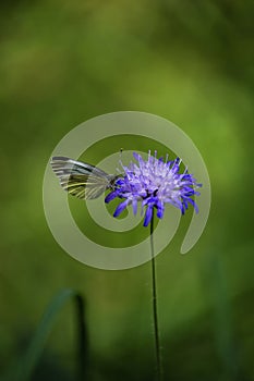 butterfly in german forest on blue flower bloom