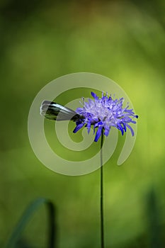 butterfly in german forest on blue flower bloom