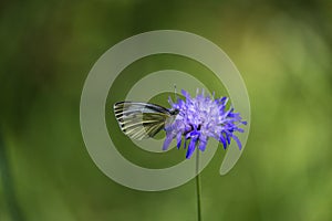 butterfly in german forest on blue flower bloom