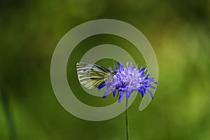 butterfly in german forest on blue flower bloom