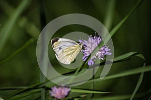 butterfly in german forest on blue flower bloom