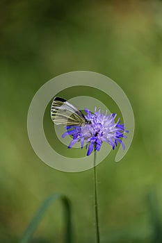 butterfly in german forest on blue flower bloom