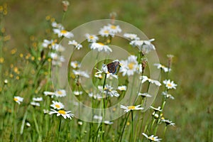 Butterfly and daisies