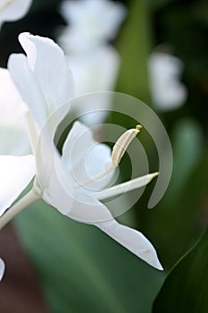 Butterfly Ginger flower from the side showing white petals and stamen