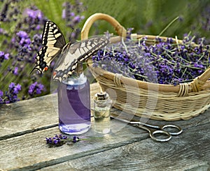 Butterfly on Glass bottle of Lavender essential oil on wood table and flowers field. Lavendula oleum