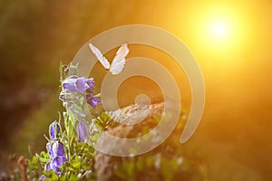 butterfly glows in the sun at sunset, macro. Wild grass on a meadow in the summer in the rays of the golden sun. Romantic gentle