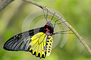 Butterfly - Golden Birdwing