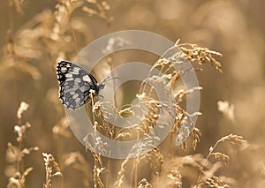 Butterfly in golden grass