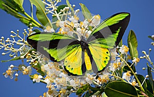 Butterfly Goliath birdwing on blossoming Alexandria laurel