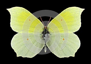 Butterfly Gonepteryx aspasia male