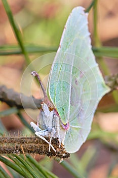 Butterfly Gonepteryx close-up front view