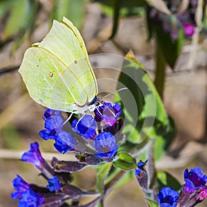 Butterfly Gonepteryx, the plant Pulmonaria dacica Simonk