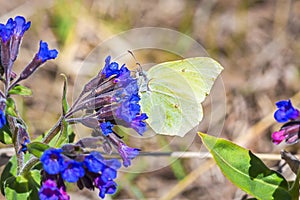 Butterfly Gonepteryx, the plant Pulmonaria dacica Simonk photo