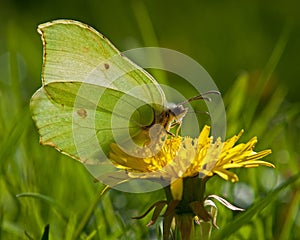 Butterfly Common Brimstone, Gonepteryx rhamni in backlit photo