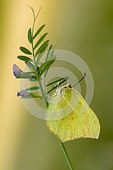 The Butterfly Gonepteryx rhamni on a blade