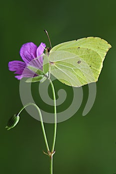 A Butterfly Gonepteryx rhamni on a blade of grass early in the morning waiting for the first rays of the sun